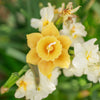 Pure Beeswax Daffodil Floating Candles