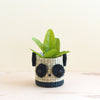 Panda 6" Seagrass Basket Planter