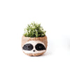 Large Three-Tone Sloth Planter