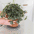 Plant Saucer - 1 Small & 1 Large Saucer For Instant Drying