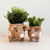 Baby Pig Succulent Pot