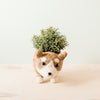 Corgi Succulent Pot