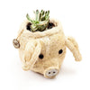 Pig Plant Pot