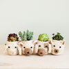 Pig Plant Pot